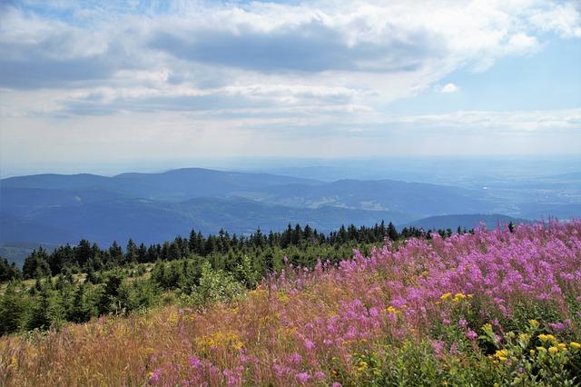 Jesenice: Zásilkovna a její přínos pro region