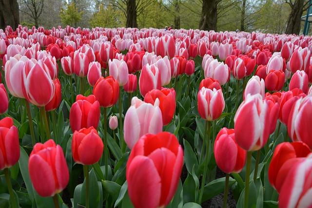 Keukenhof úschovna zavazadel: Bezpečné úložiště pro turisty