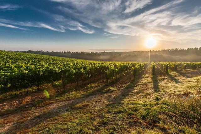 Vinicemi k vašim zásilkám: Jak funguje služba