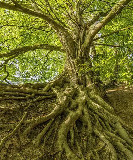 Historické kořeny poštovní služby v Chlumci nad Cidlinou